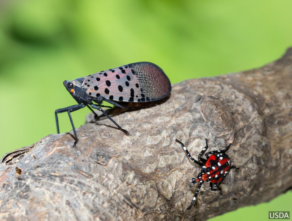 Adult spotted lanternfly (left), nymph spotted lanternfly (right). -Minnesota Department of Agriculture 