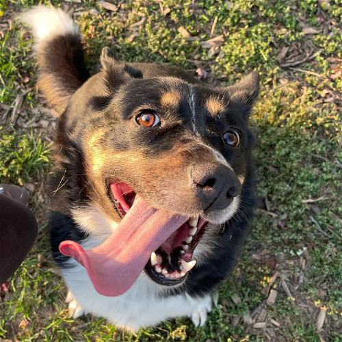 Curtesy: Mower County Humane Society 